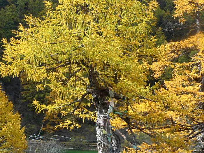 P1020765副本.jpg
