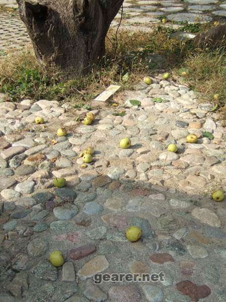 DSCF7487.JPG