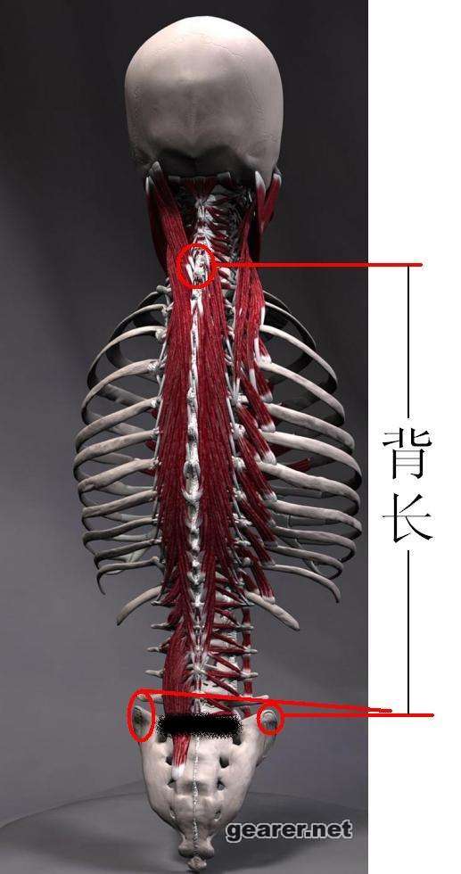 躯干后视.JPG