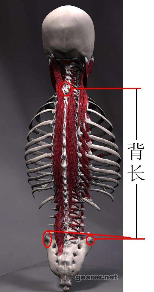 躯干后视.JPG
