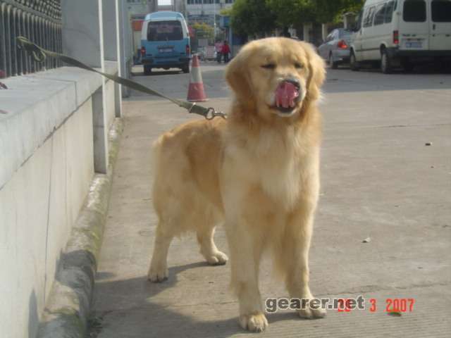 犬父