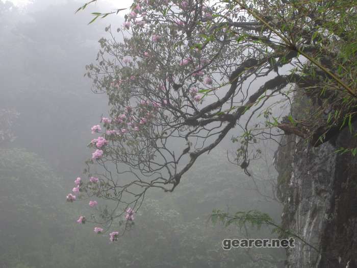 高山杜鹃