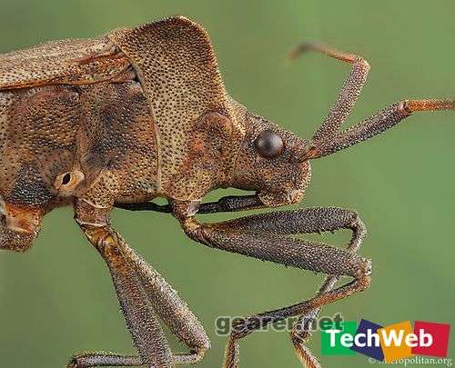 bugs12.jpg