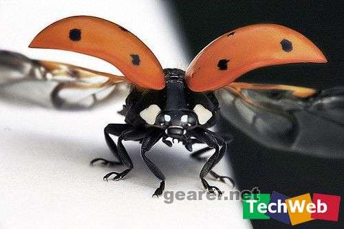 bugs16.jpg