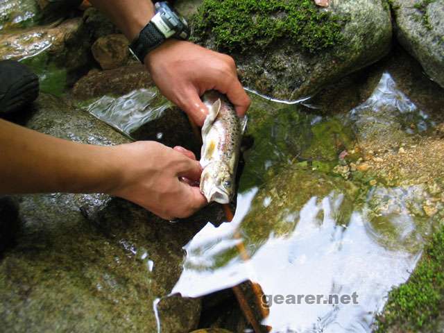 fish1.JPG