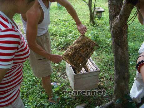 大家在找蜂王，结果没找到.JPG