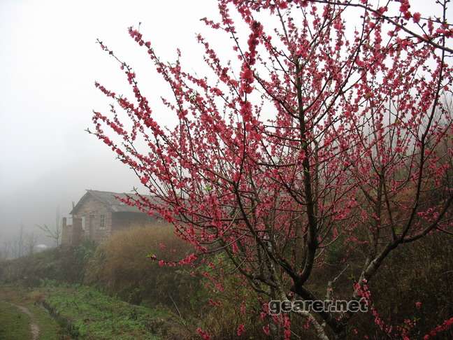 桃花1.JPG