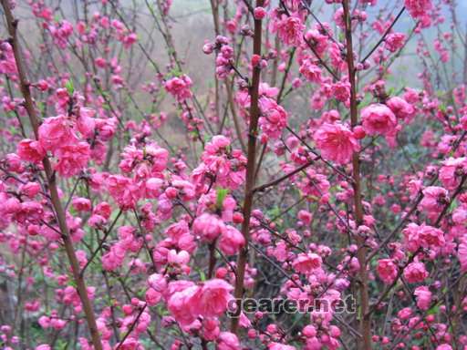 桃花2.JPG